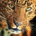 DIVINO Decor – A-084 Леопард